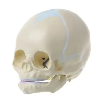 1: 1 Žmogaus Vaisiaus Baby Kūdikių Medicinos Kaukolės Anatomijos Skeletas Mokymo Modelis Su D5QC