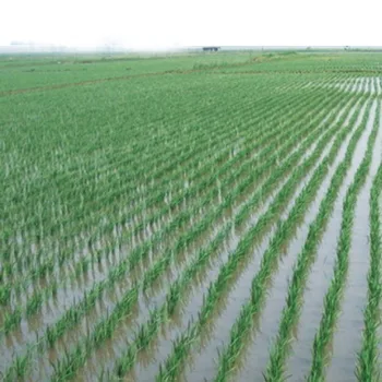 rankinis žaliavinių ryžių sėklos transplanter sodinimo mašina Nuotrauka 1