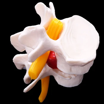 2X Žmogaus Anatomija Skeletas, Stuburas 4-Etapais Juosmeninės Stuburo Modelis Kaukolės Smegenų Traumos Mokymo Reikmenys Nuotrauka 3